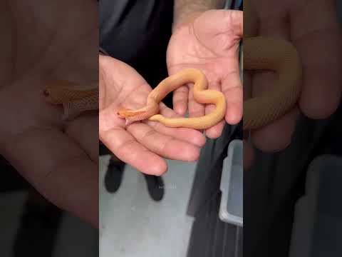 Why are baby snakes so poisonous 😧