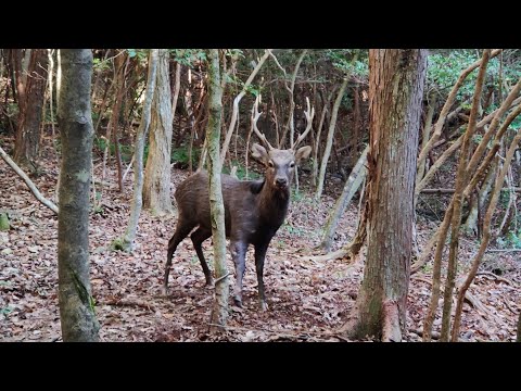 わな猟日誌（その６）