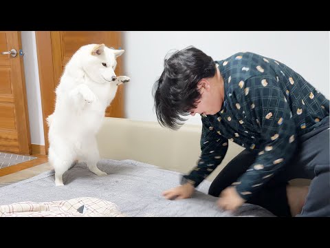강아지 행동을 따라했더니 반응이... ㅋㅋㅋ