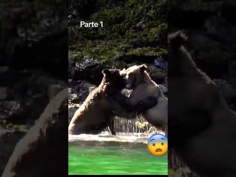 Pelea de osos ?parte 1