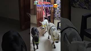 Cute Nadipathy cows😍#shorts #viral #yt #miniature #reels #tiktok #cute #cow #trend #srikrishna