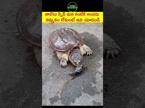 తాబేలు వేగం అద్బుతం కదూ #telugushorts #telugufacts #teluguviral #telugu #factsintelugu #facts