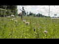 Understanding Biodiversity and Ecosystem Processes