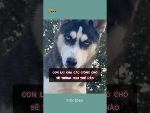 Con lai của các giống chó sẽ trông như thế nào ?
