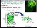Green Fluorescent Protein Concepts
