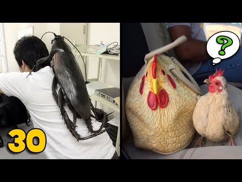 30 กระเป๋าดีไซน์ สุดแปลก แหวกแนว ที่คุณเห็นแล้ว ต้องอึ้ง !! | OKyouLIKEs