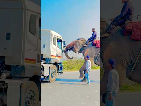 श्री देवी को देखिए क़ेसे पैसा ले लेती है ❤️🐘 #shortvideo #love #animalsongs #elephant