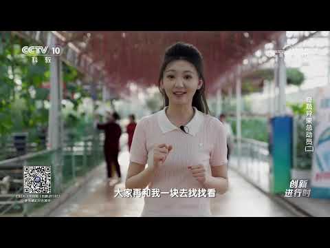 《创新进行时》 20250627 奇蔬异果总动员（二） | CCTV科教