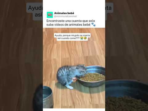 #animalesbebes #animales