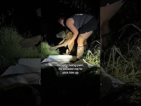 A mail carrier spotted 2 emaciated dogs hanging out together in a ditch. One was unable to walk.