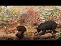 Animal Adaptations and Environmental Features