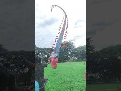 ঘুড়ি উরানো #youtubeshorts #dragonkite  flaying Tuhfa entertainment