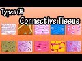 Connective Tissue Characteristics and Functions
