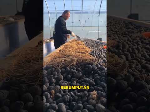 RAHASIA AQUAPONIK CHINA 😱 Kolam Melingkar + Batuan Vulkanik = Hemat & Self-Sustaining!#short