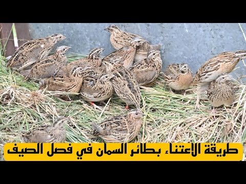 طريقة الاعتناء بطائر السمان في فصل الصيف 🐦☀️ | نصائح مهمة لكل المربين .