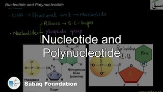 Nucleotide and Polynucleotide