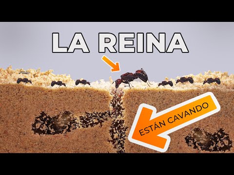 Me compré un hormiguero de arena ! así reaccionan las hormigas a su nuevo hogar