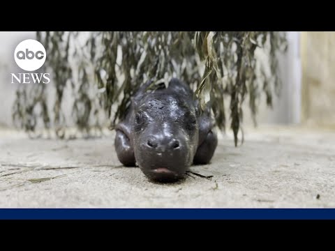 YouTube video thumbnail: Pygmy Hippo Baby at Kansas Zoo Refuses to Leave Pool Until Universal 'Mom Stare'