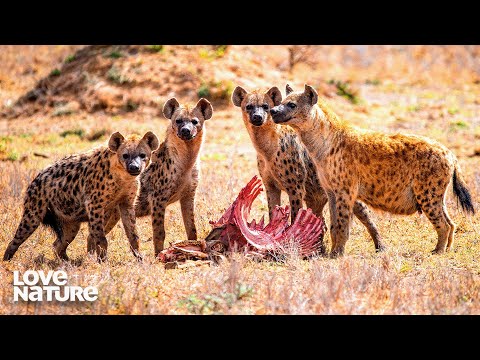 Becoming A Leader: Wolves, Lions, and Hyenas | Inside The Pack