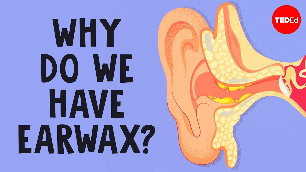 What is earwax and should you get rid of it - Henry C. Ou
