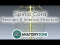 Spinal Cord Anatomy and Functions