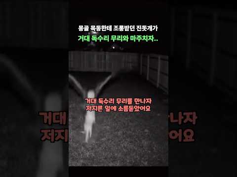 몽골 초원 거대 독수리한테 잡아먹힐거라며 개무시당하던 진돗개가 거대 독수리 무리를 만나자 저지른 일에 소름돋은 이유