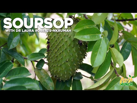 Soursop (Part One) - How To Grow, Health Benefits & More | Fresh Munch