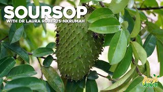 Soursop (Part One) - How To Grow, Health Benefits & More | Fresh Munch