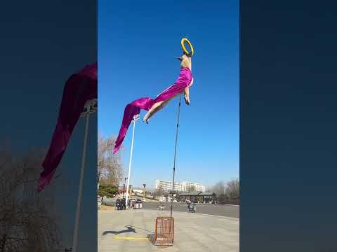 How to Dog jumping #shorts # #funnydog#dogshorts #2025