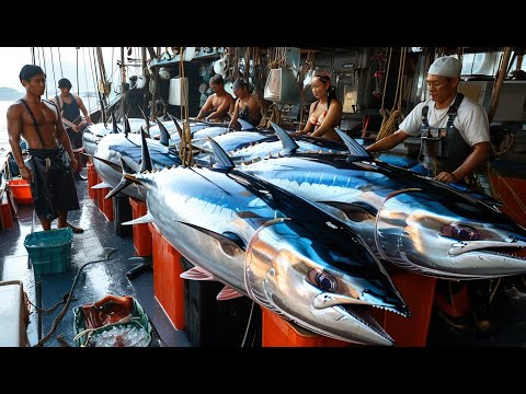 How Japanese Fishermen Capture Massive Bluefin Tuna with Giant Nets – The Shocking Reality