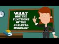 Exploring the Muscular System and Its Functions