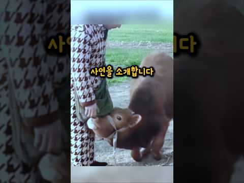 소가 무릎을 꿇은 이유