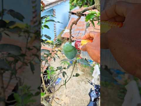 Feviquick & mango experiment #shorts
