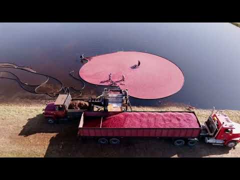 Brilliant Red Cranberries Seen From The Sky as Harvest Begins