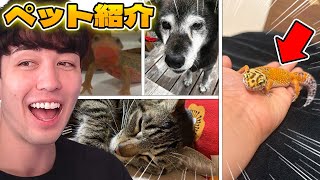 夏休み！リスナーの "ペット紹介" が可愛いすぎたWWWWW