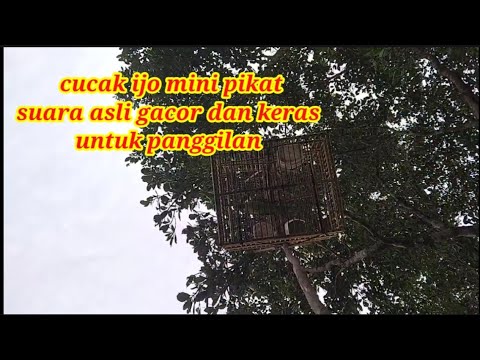 suara asli pikat cucak ijo mini di hutan