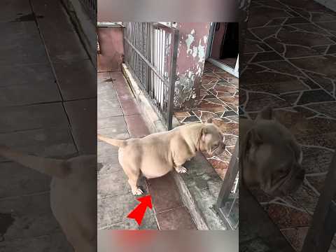 A Dogโs First Time Becoming a Mom #shorts