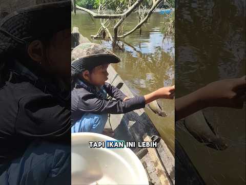 alat tangkap ikan biawan pukat ampar atau kelambu