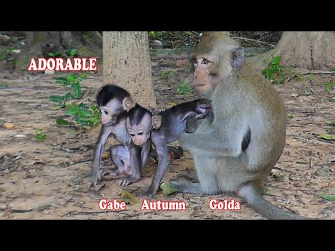 Adorable baby Gabe & Autumn messing blissfully with sister Golda | Carbzilla Family