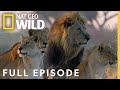 Survival and Power Dynamics in Nature