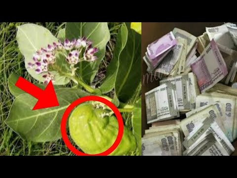 इस फल के एक टुकड़े से बंद किस्मत का ताला खुल जाता है, यहां रखना पैसा गिनते गिनते थक जाओगे Lord Shiva