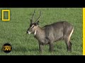 Wildlife Behavior and Adaptations