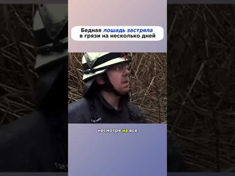 Бедная лошадь застряла в грязи на несколько дней😢