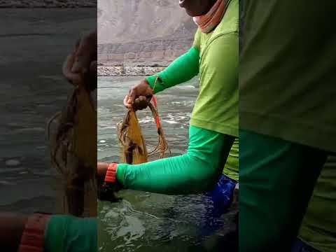 Asombrosa pesca de camarones con red atarraya. #ríos #fishing #camarón #pesca # #atarraya