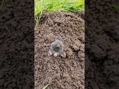 Mr. Mole just wanted to see what’s going on.#Mole #MoleCore #CuteAnimals #WholesomeAnimals
