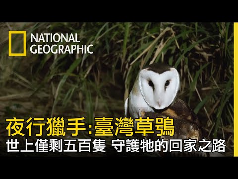 【夜行獵手：臺灣草鴞】守護僅剩不到五百隻臺灣草鴞-全片線上看 - YouTube