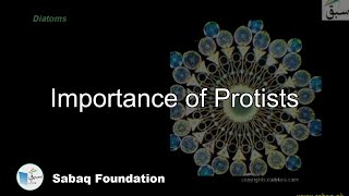 Importance of Protists
