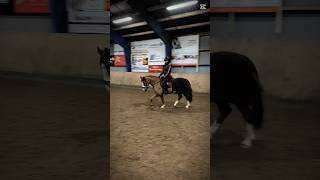 Trav💫✨ #shorts #trot #pony #shortvideo #fyp #fypシ #shortsfeed #fypシ #horse #shortsvideo #love