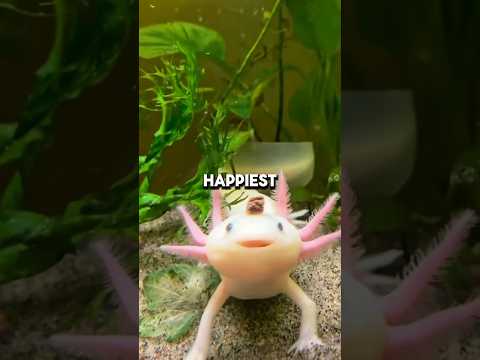 Axolotl Rescue That Will Melt Your Heart #shorts