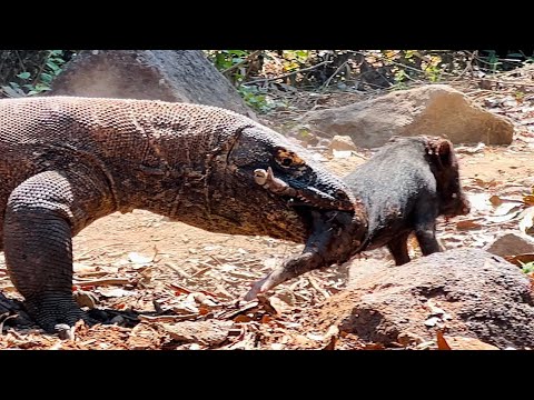 🔥Komodo Dragon Compilation